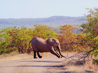 downward facing elephant